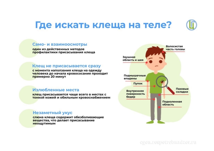Почему нужно бояться клещей?.
